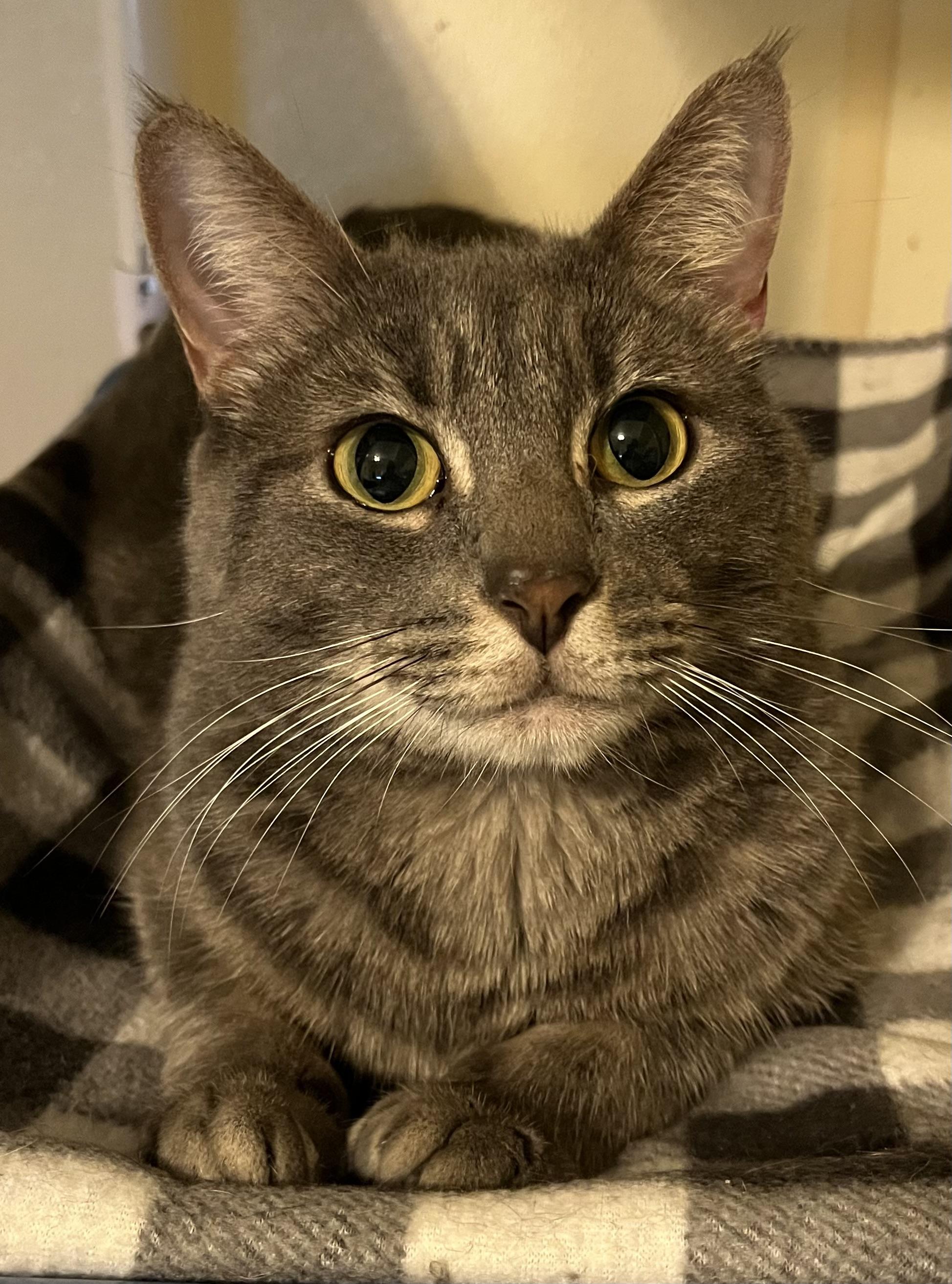 Enlarge Greyson, a Adoptable Domestic Short Hair in Moline, IL image 1/2