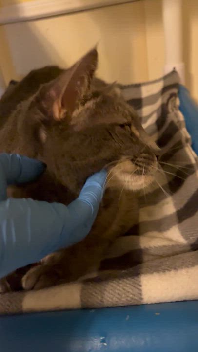 Enlarge Greyson, a Adoptable Domestic Short Hair in Moline, IL video 2/2