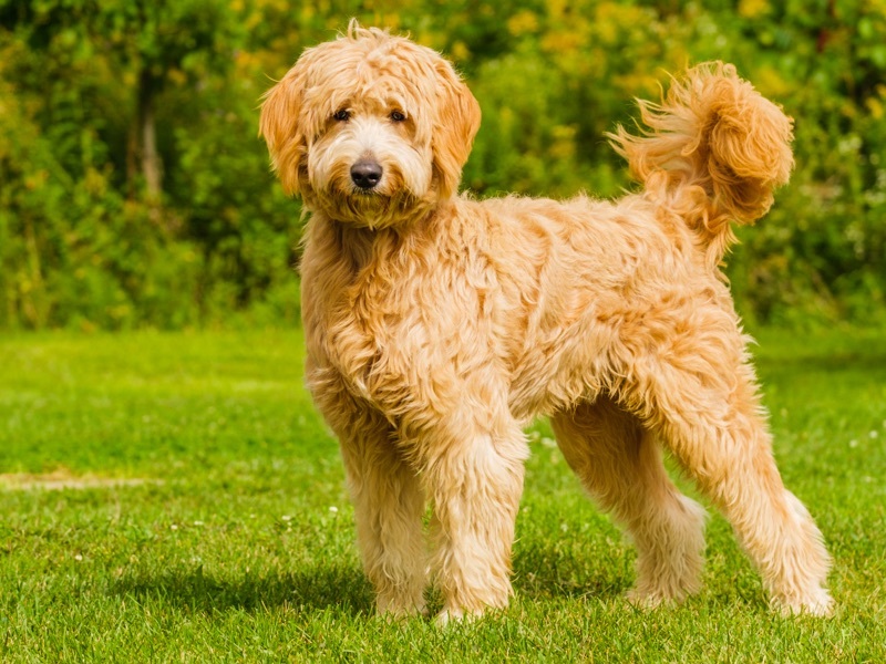 Walter, Adoptable, Young Male Goldendoodle.