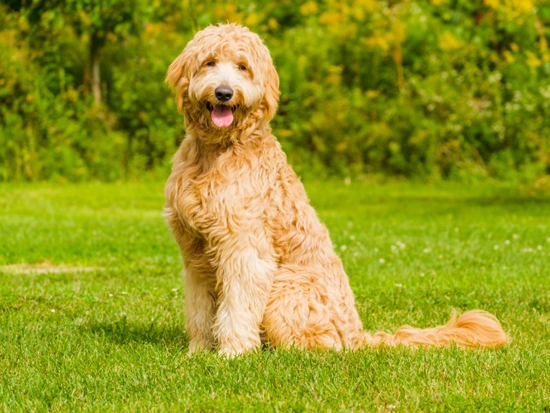 Enlarge Walter, a Adoptable mixed breed in Pointe-Fortune, QC image 4/12