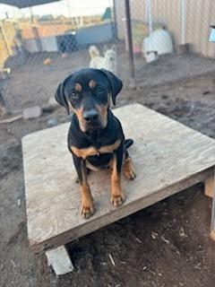 Piper, Adoptable, Young Female Rottweiler & Labrador Retriever.