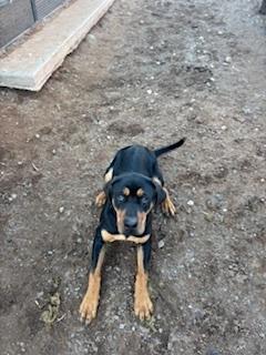 Enlarge Piper, a Adoptable mixed breed in Page, AZ image 2/4