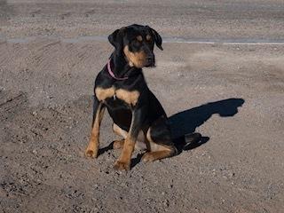 Enlarge Piper, a Adoptable mixed breed in Page, AZ image 3/4