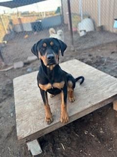 Enlarge Piper, a Adoptable mixed breed in Page, AZ image 4/4