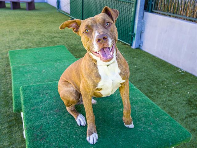 SCOOBY, Adoptable, Young Male Pit Bull Terrier.