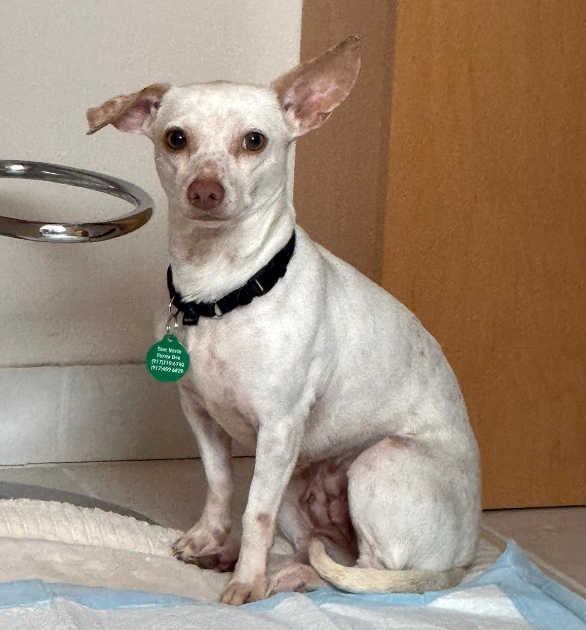 Enlarge Freckles, a ADOPTABLE mixed breed in Brooklyn, NY image 3/6