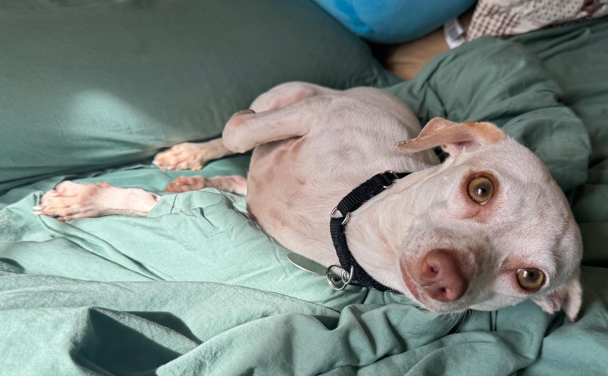 Enlarge Freckles, a ADOPTABLE mixed breed in Brooklyn, NY image 6/6