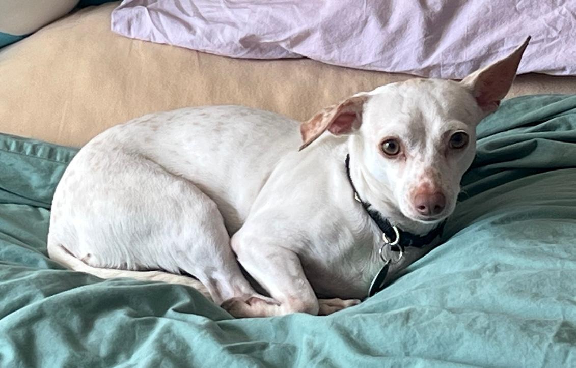 Enlarge Freckles, a ADOPTABLE mixed breed in Brooklyn, NY image 4/6