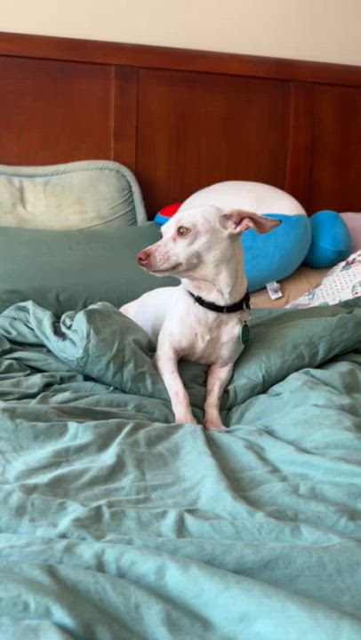 Enlarge Freckles, a ADOPTABLE mixed breed in Brooklyn, NY video 2/6