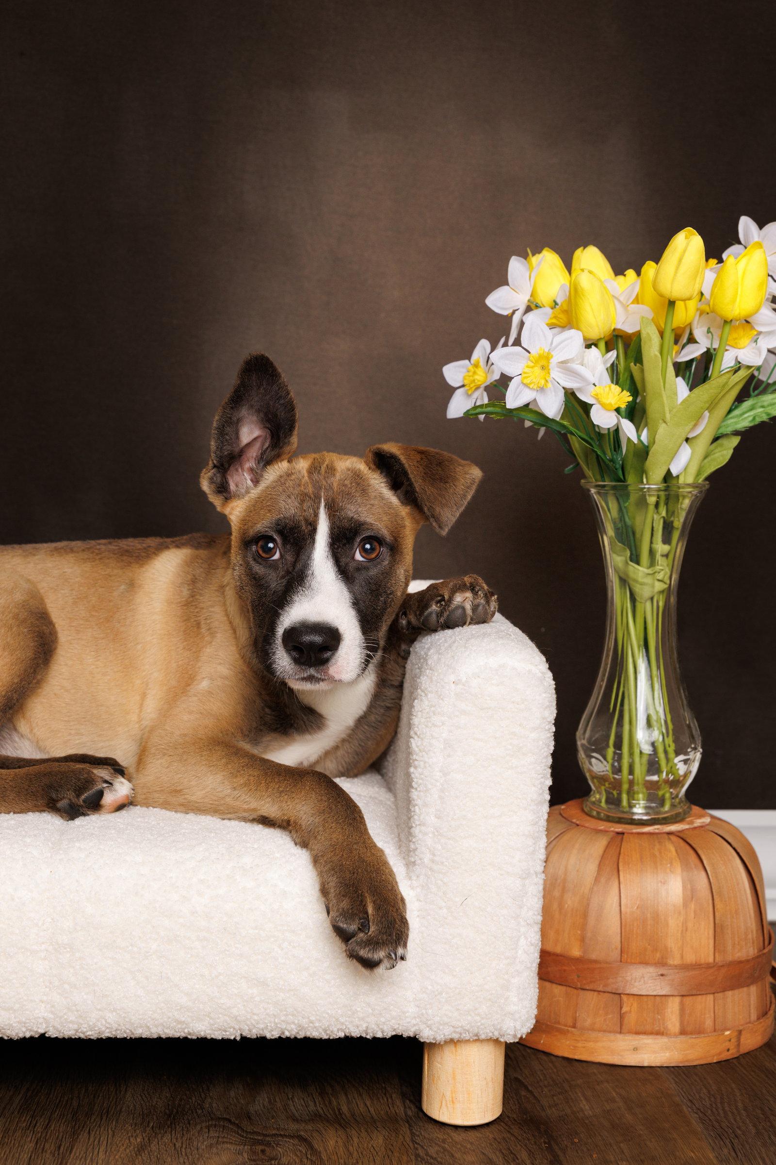 Enlarge Mindy, a Adoptable mixed breed in McKinney, TX image 1/3