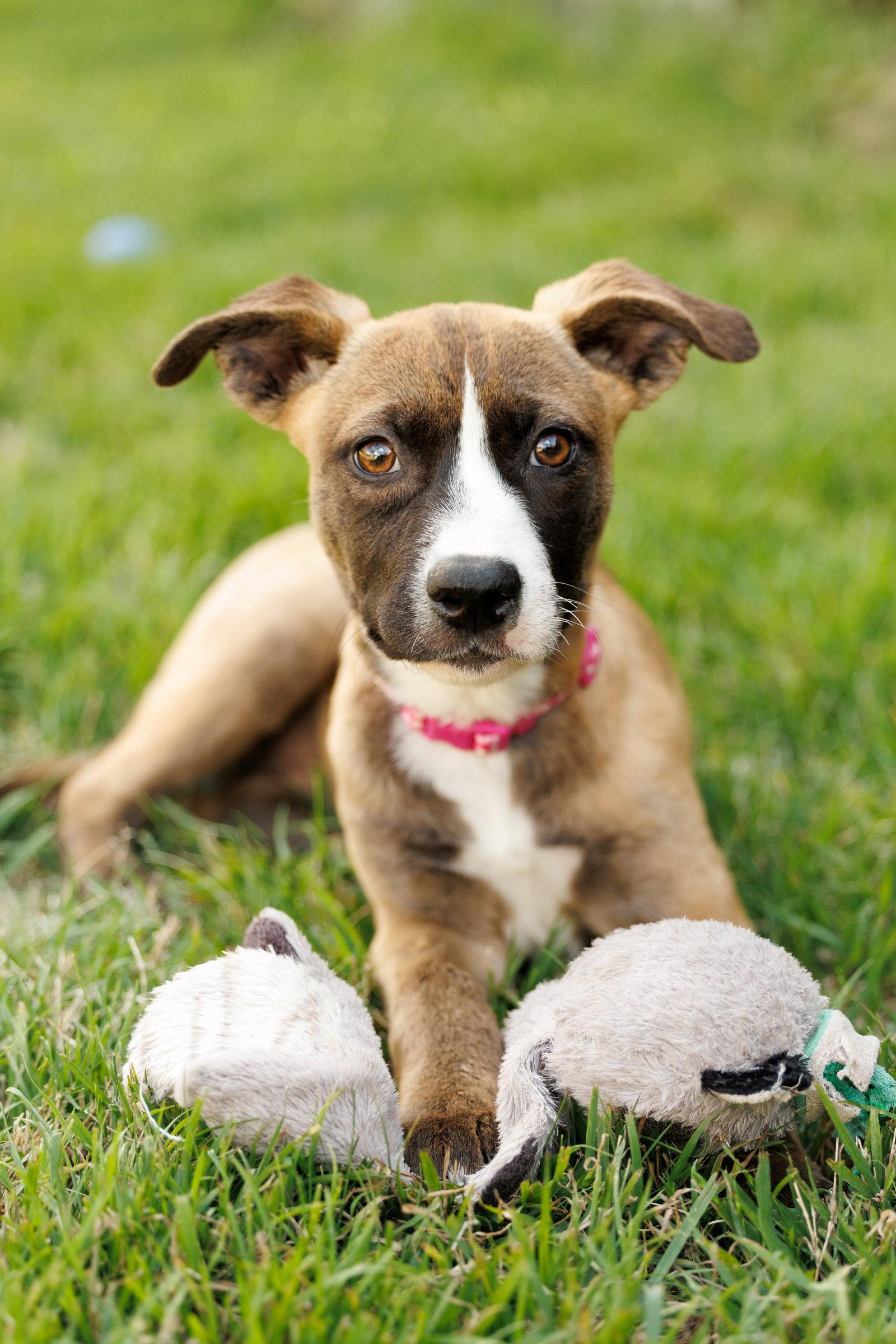 Mindy, Adoptable, Puppy Female Shepherd & American Staffordshire Terrier.