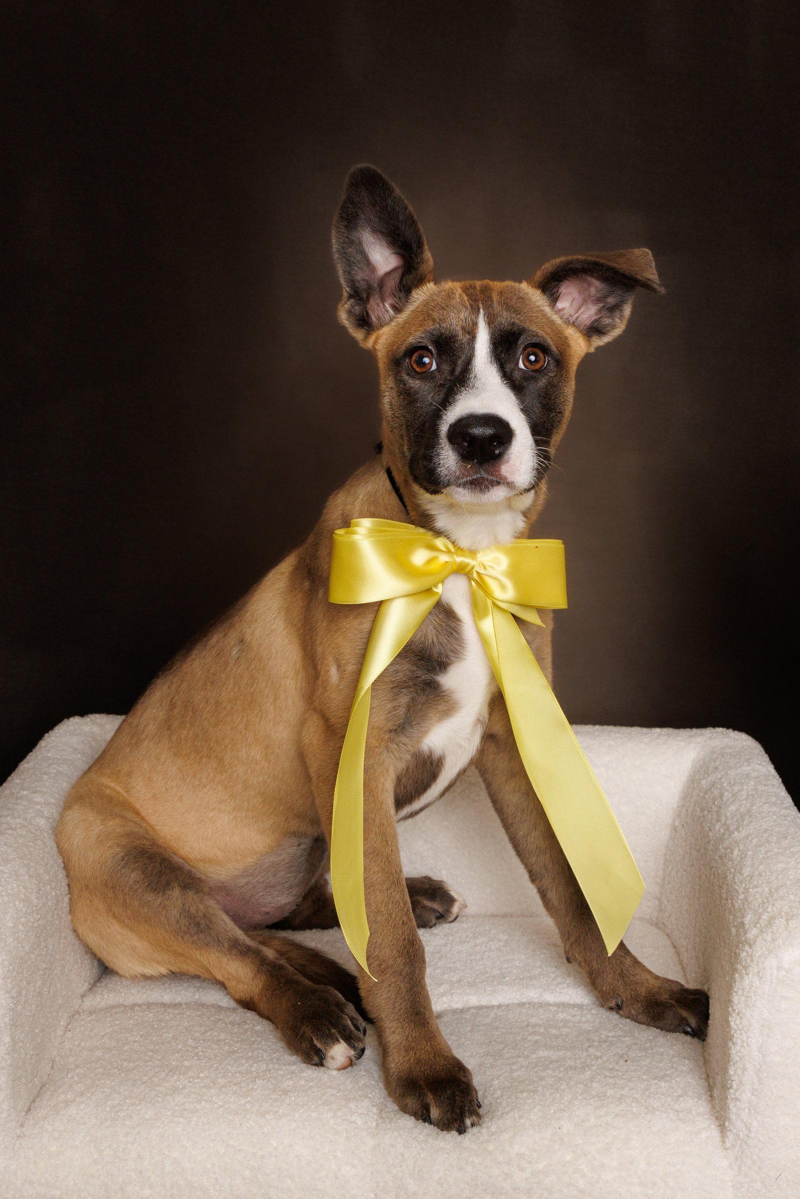 Enlarge Mindy, a Adoptable mixed breed in McKinney, TX image 2/3