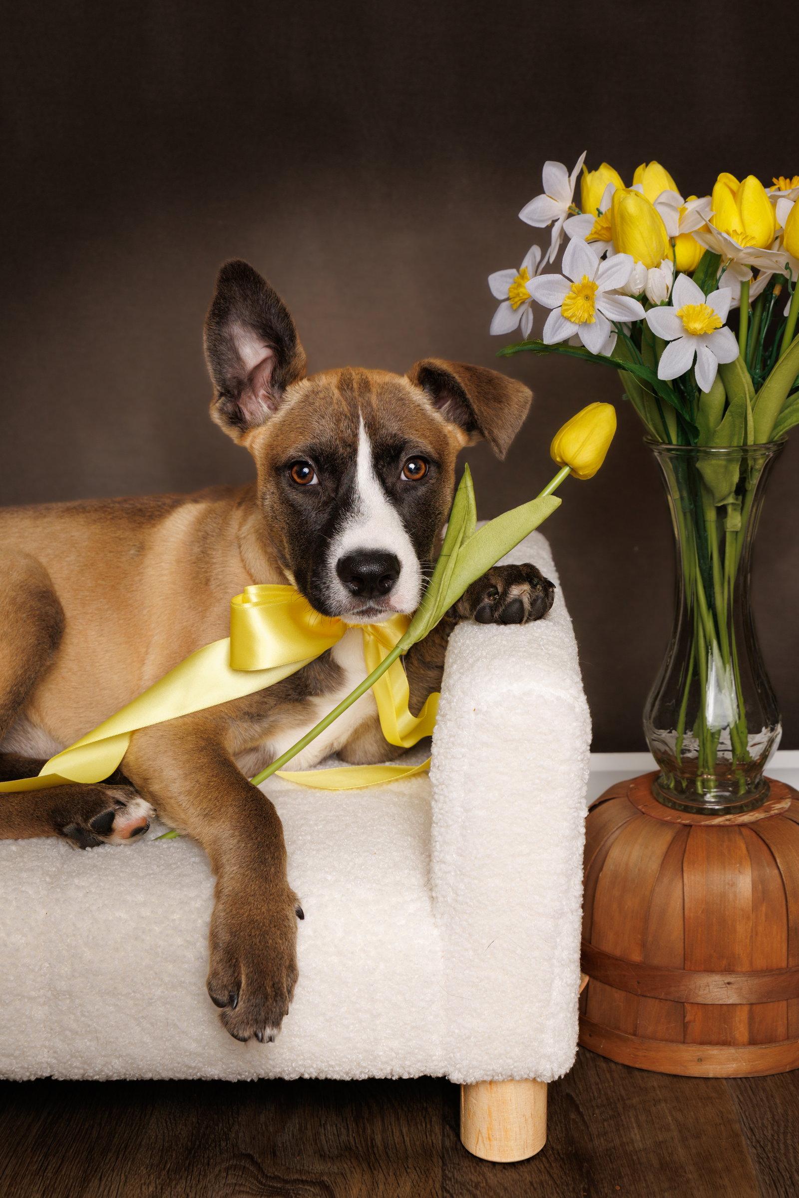 Enlarge Mindy, a Adoptable mixed breed in McKinney, TX image 3/3