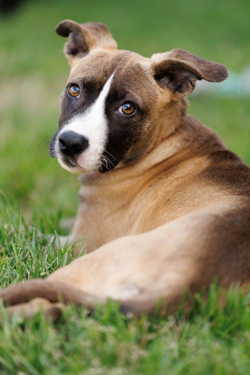 Enlarge Mindy, a Adoptable mixed breed in McKinney, TX image 2/3