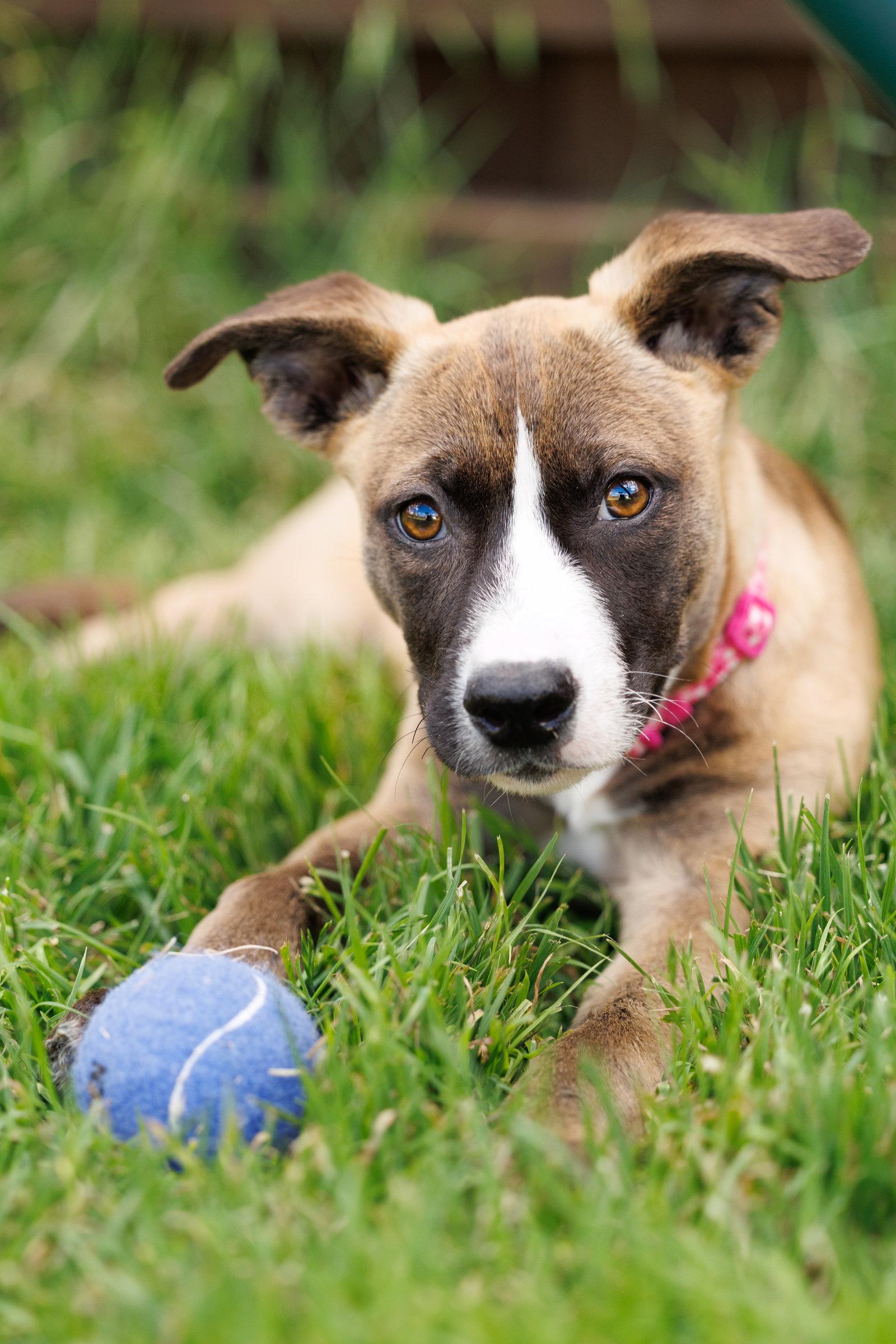 Enlarge Mindy, a Adoptable mixed breed in McKinney, TX image 3/3