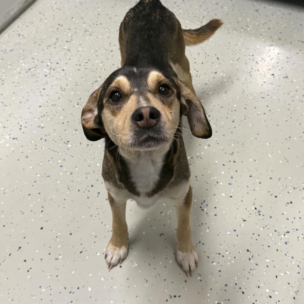 Enlarge Finnley, a Adoptable mixed breed in Marion, VA image 1/1