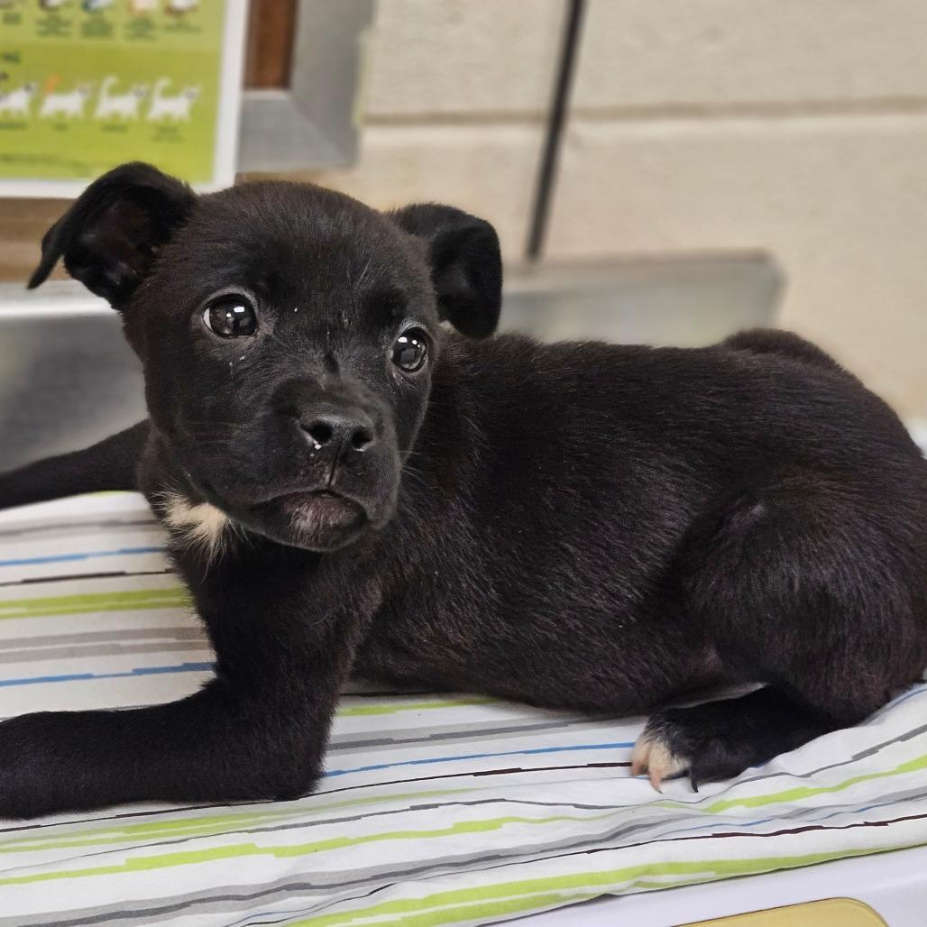 Saint, Adoptable, Puppy Female Terrier & Boston Terrier.