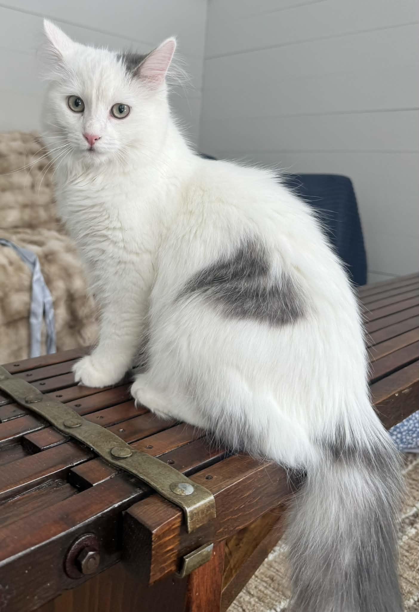 Enlarge Huckleberry , a ADOPTABLE Domestic Medium Hair in China Township, MI image 3/4