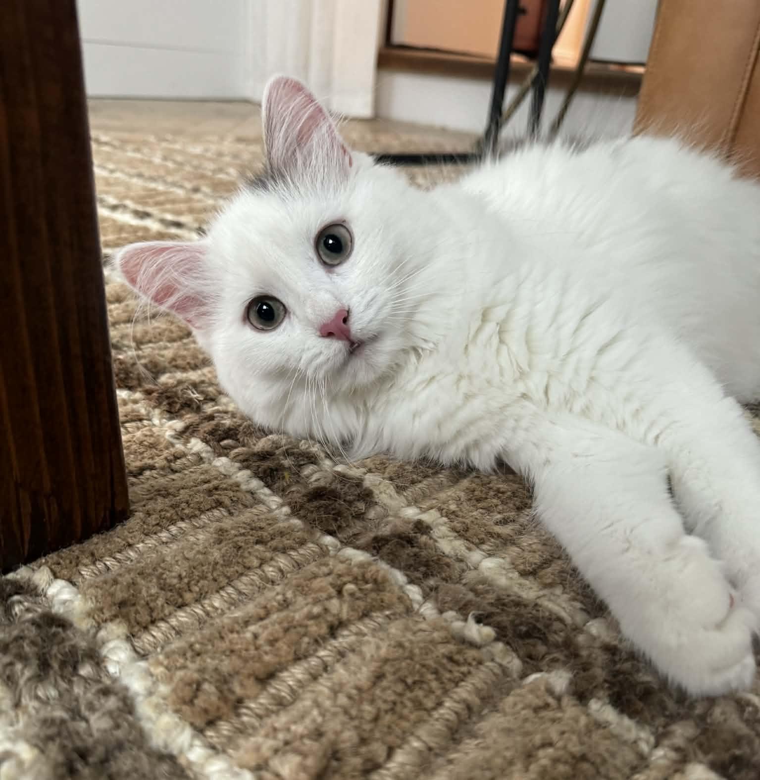 Enlarge Huckleberry , a ADOPTABLE Domestic Medium Hair in China Township, MI image 2/4