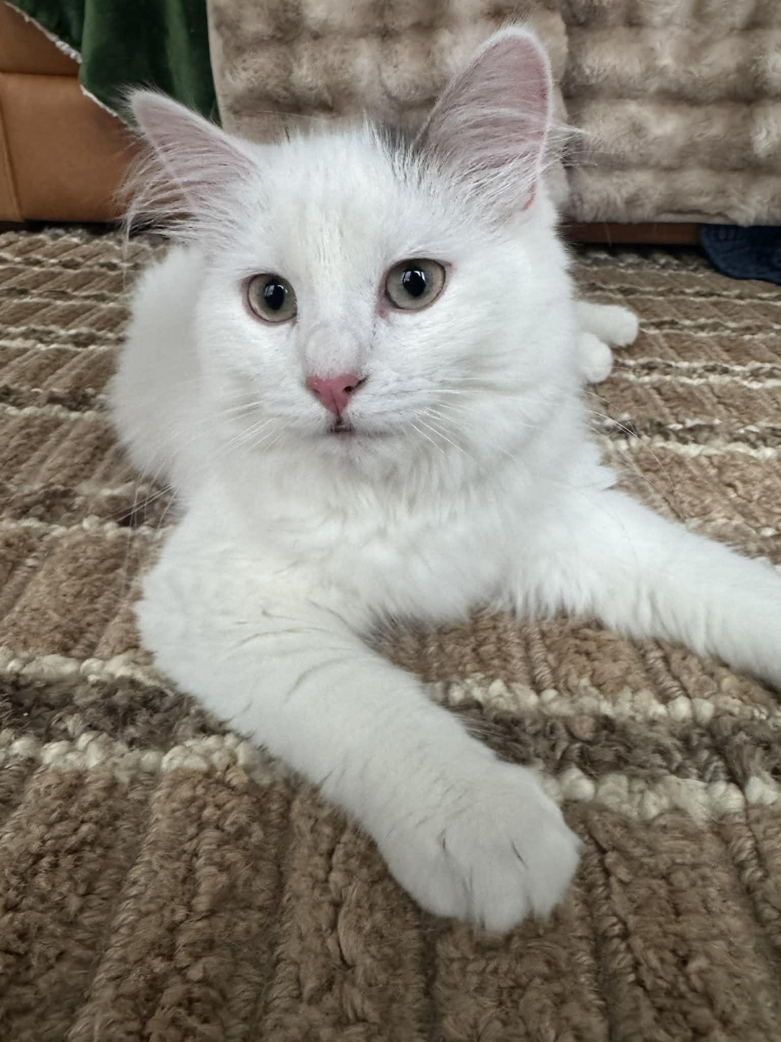 Huckleberry , ADOPTABLE, Kitten Female Domestic Medium Hair.