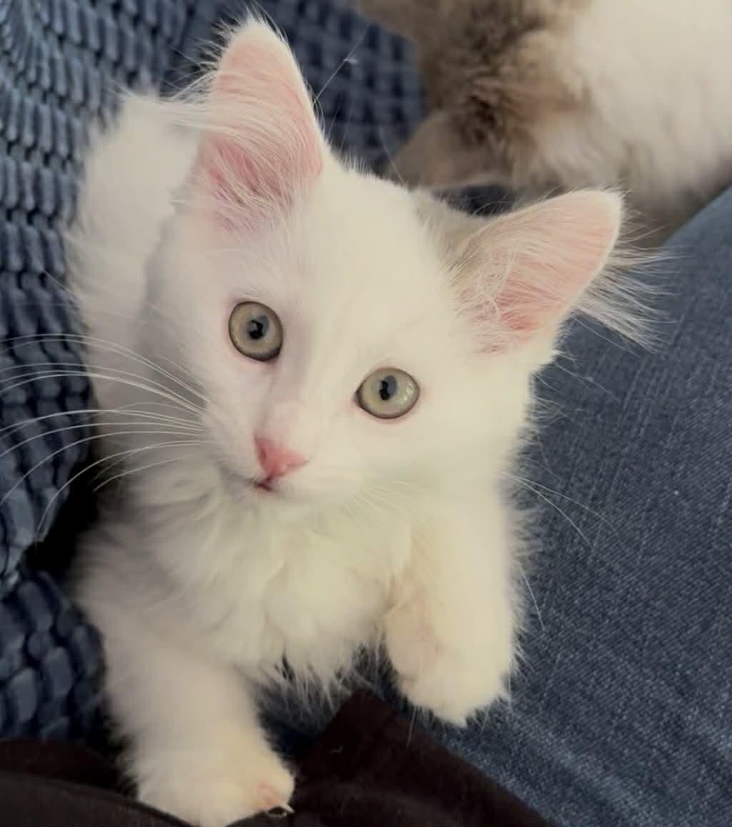 Enlarge Huckleberry , a ADOPTABLE Domestic Medium Hair in China Township, MI image 4/4