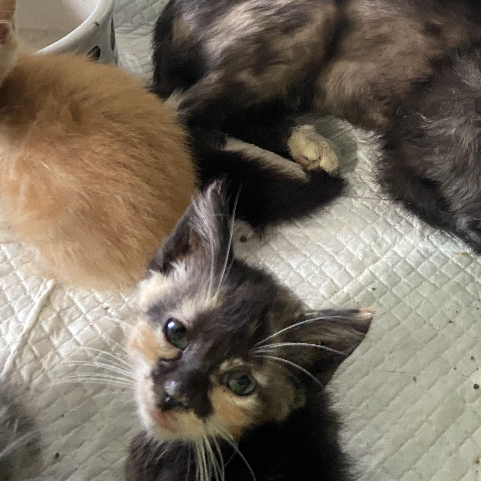 Betsy, an adoptable Domestic Short Hair in Waveland, IN_image-1