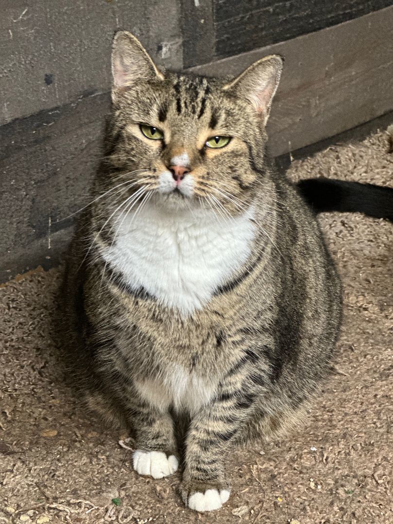 Spooky Doo, Adult Female Tiger