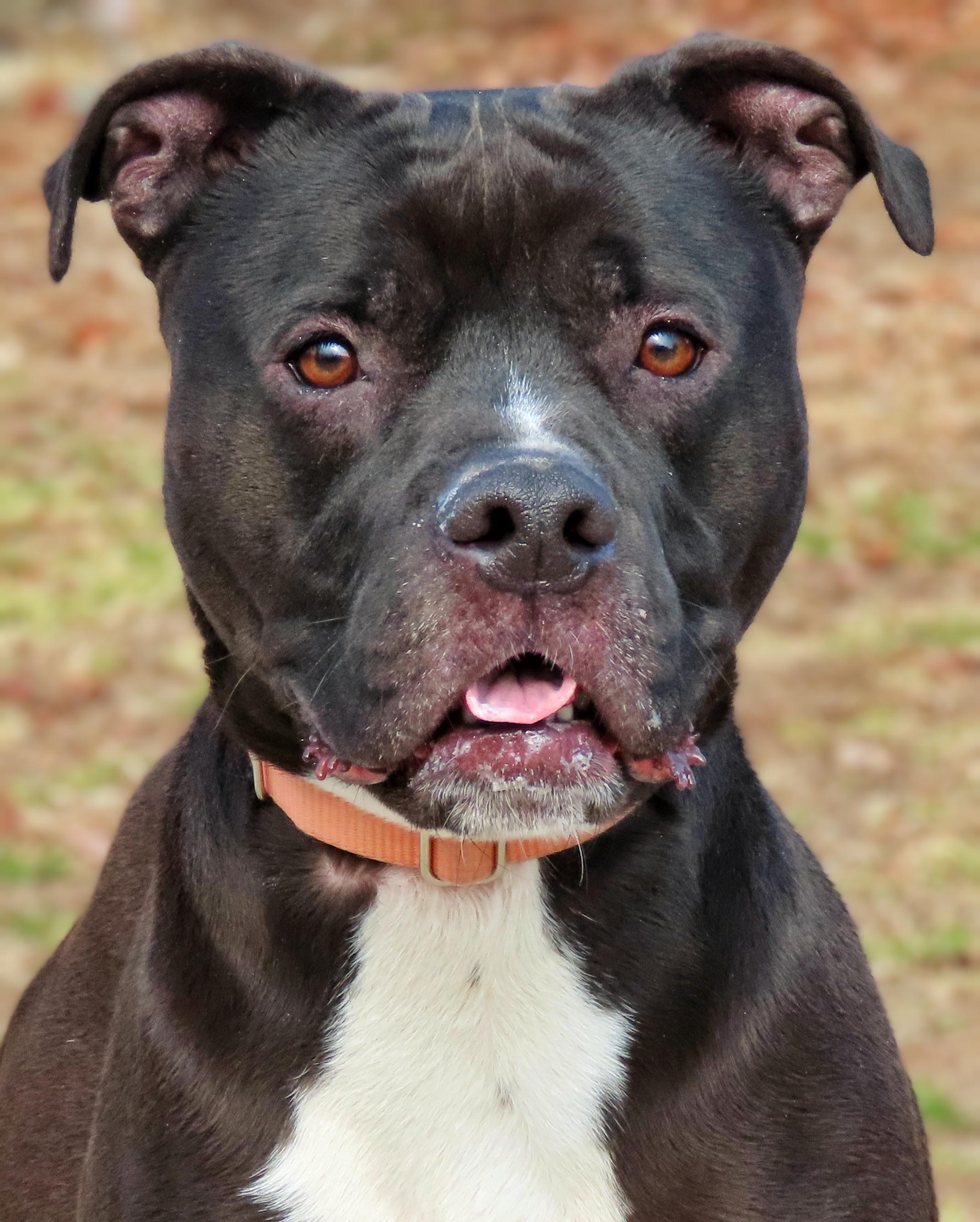 25-62 Hudson, a Adoptable Pit Bull Terrier in Amityville, NY image 1/6