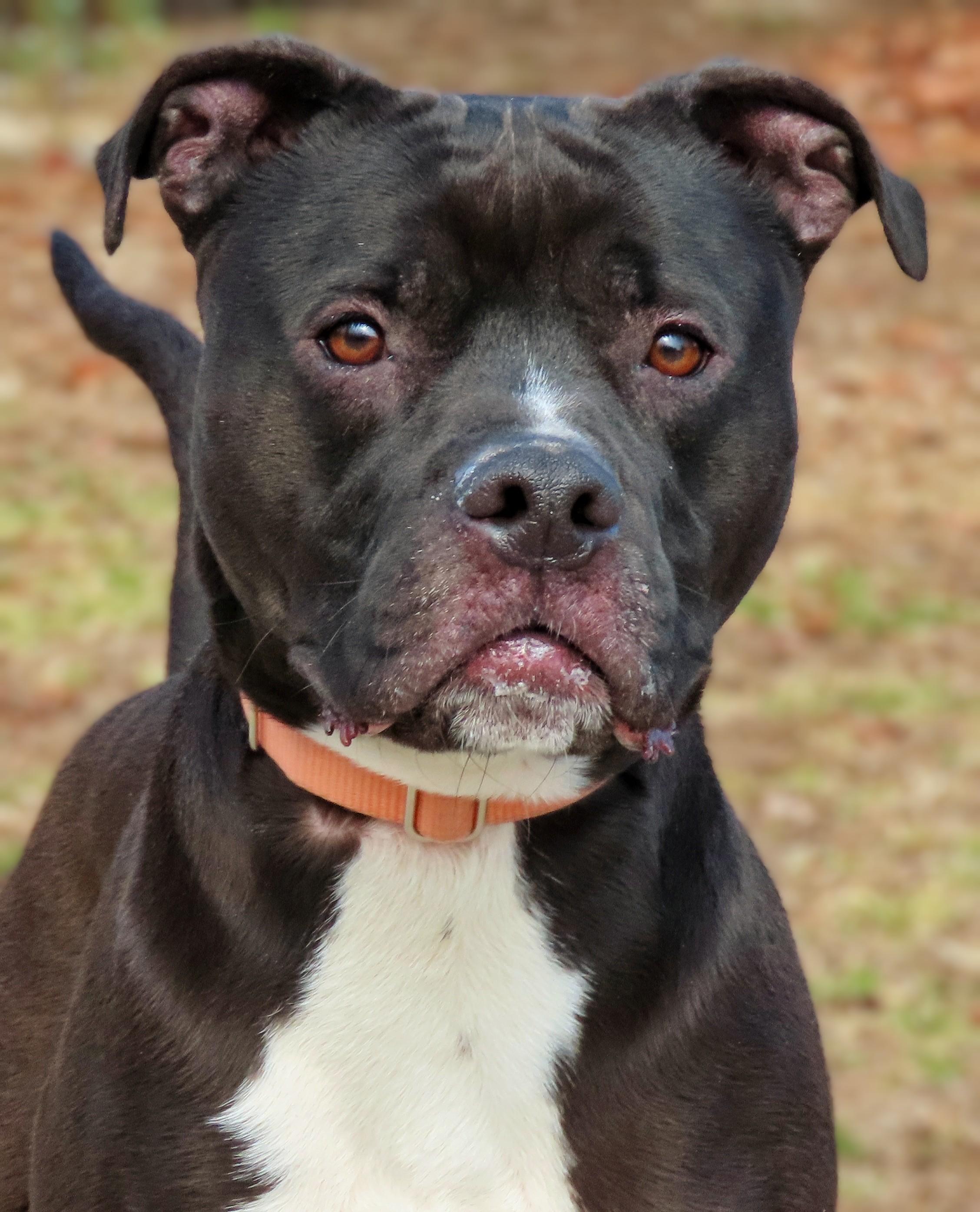 25-62 Hudson, a Adoptable Pit Bull Terrier in Amityville, NY image 6/6