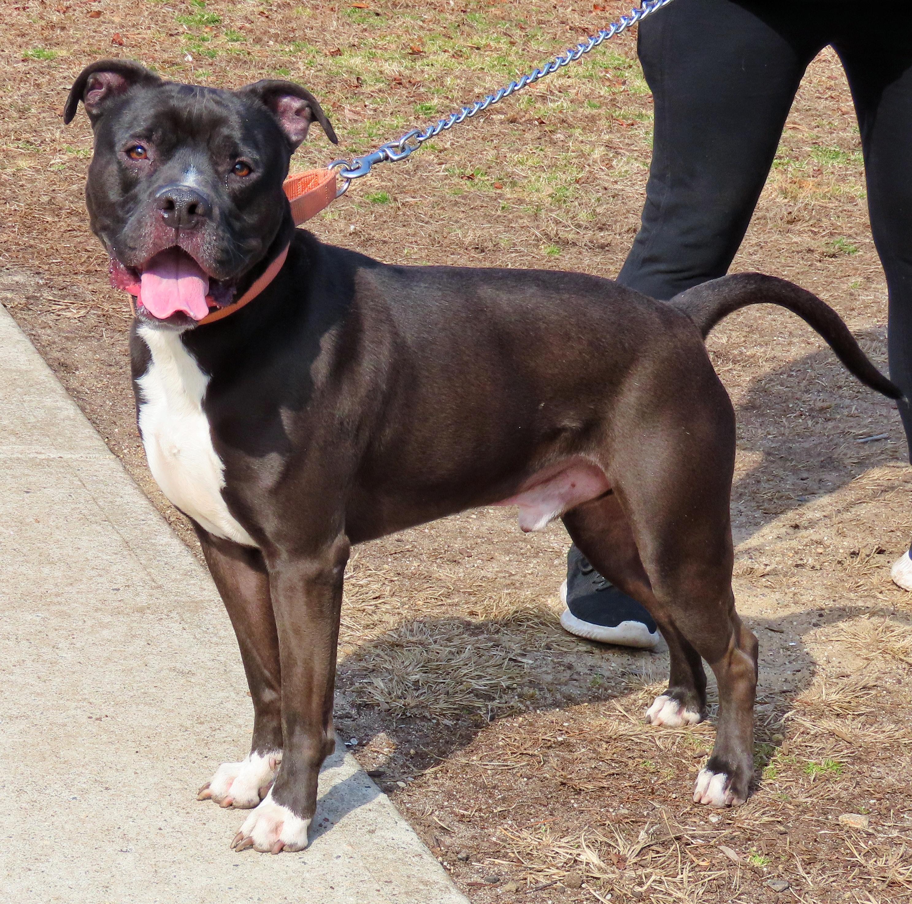 25-62 Hudson, a Adoptable Pit Bull Terrier in Amityville, NY image 2/6