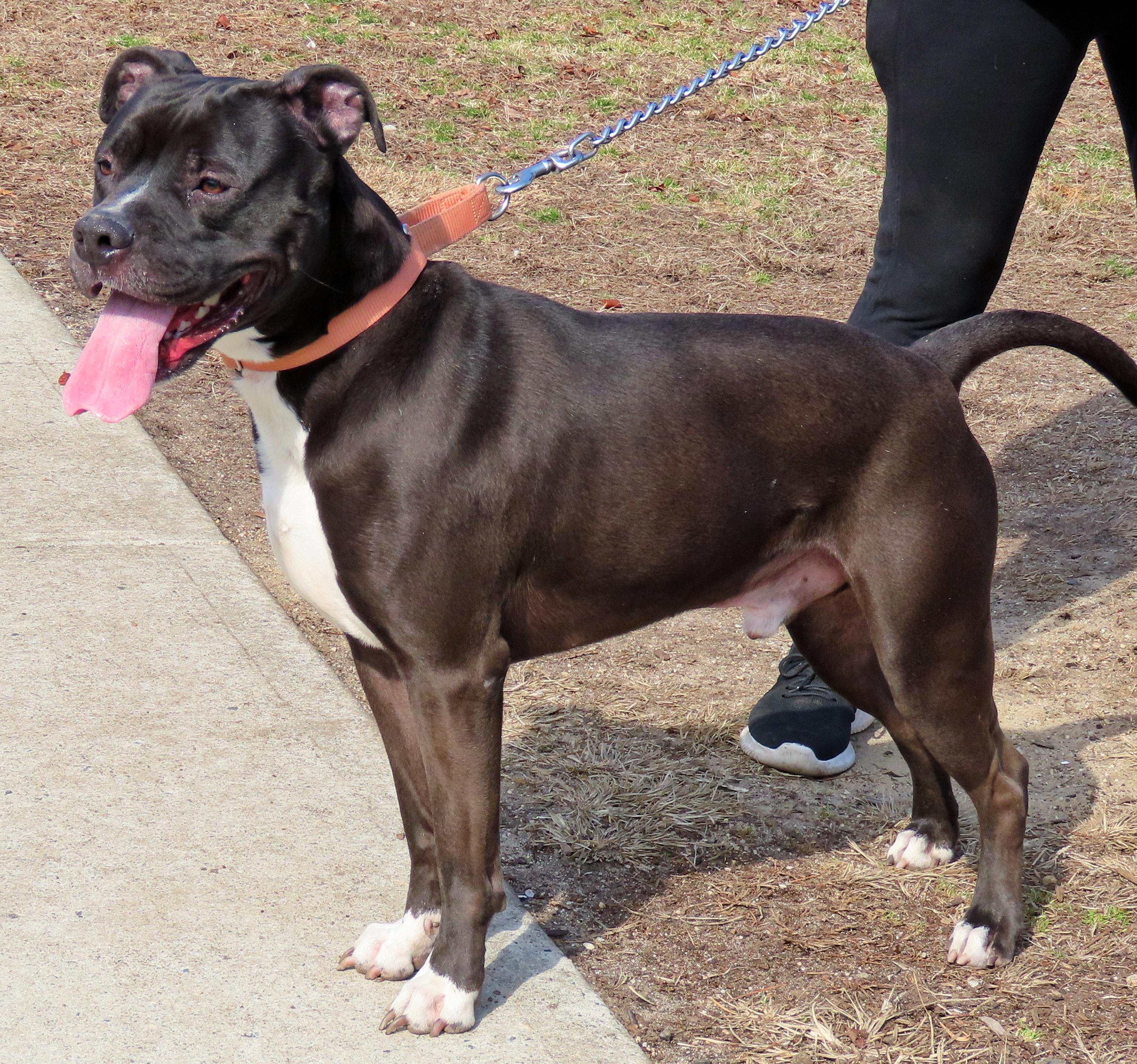 25-62 Hudson, a Adoptable Pit Bull Terrier in Amityville, NY image 3/6