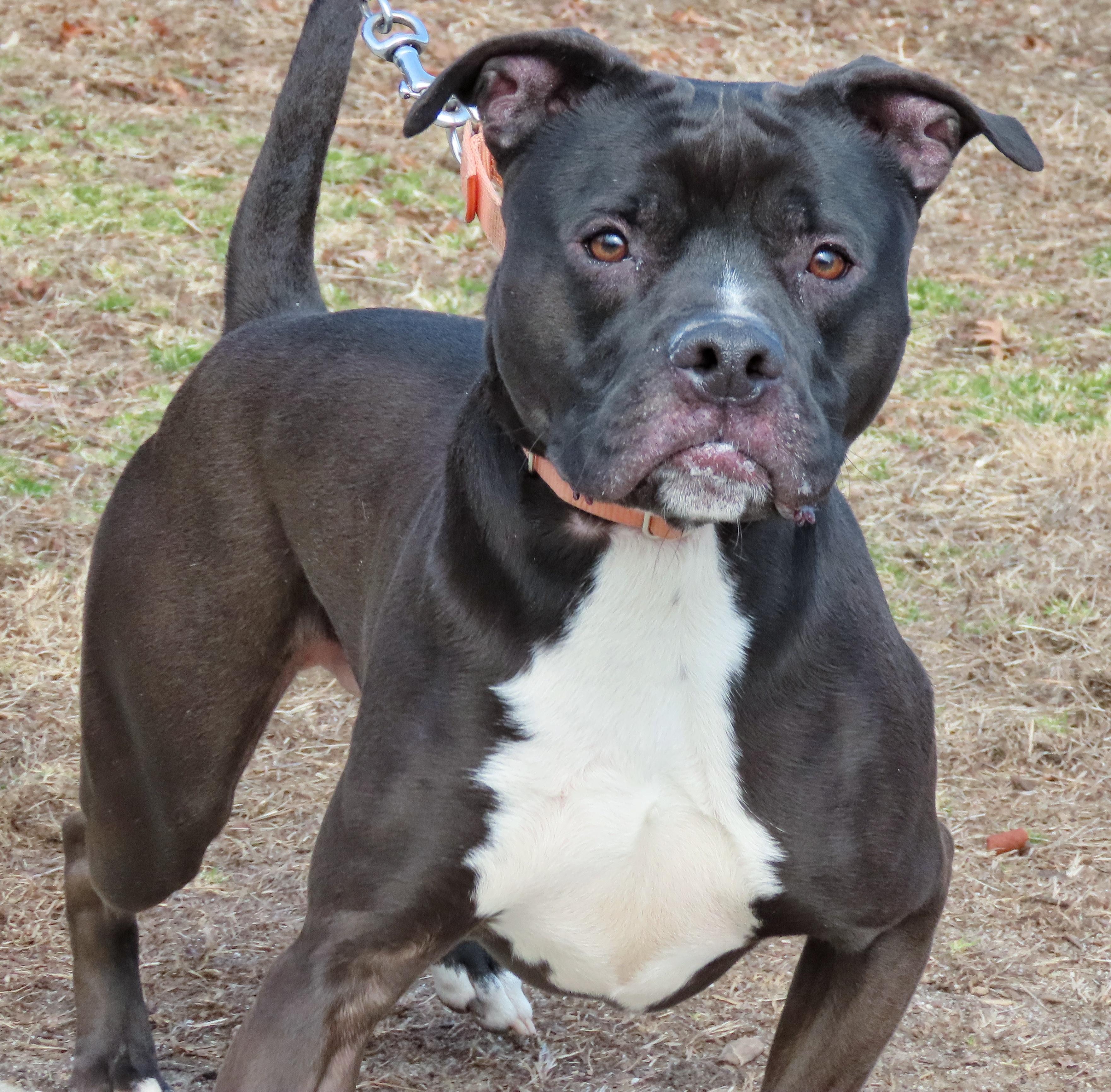 25-62 Hudson, a Adoptable Pit Bull Terrier in Amityville, NY image 4/6