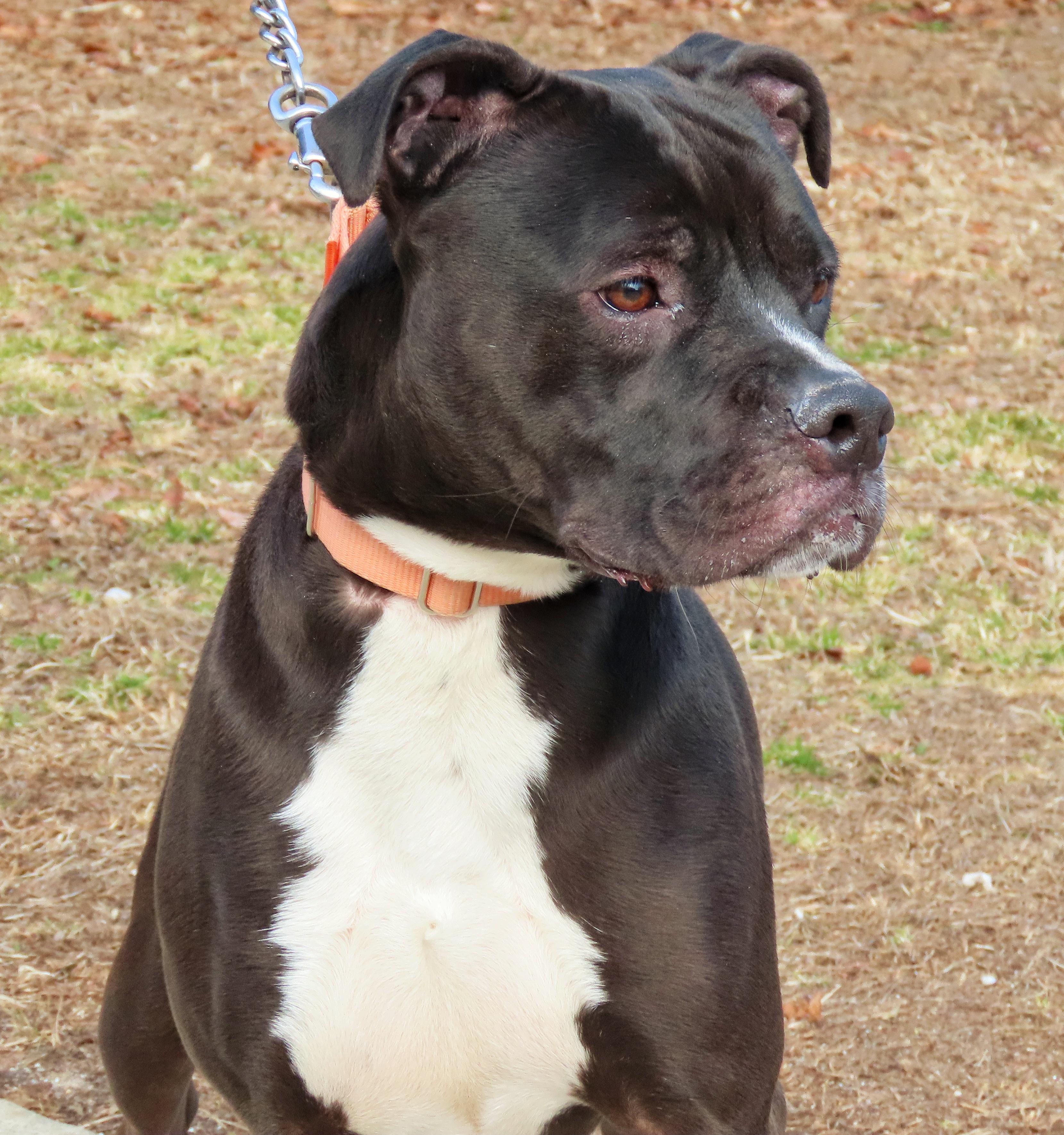 25-62 Hudson, a Adoptable Pit Bull Terrier in Amityville, NY image 5/6