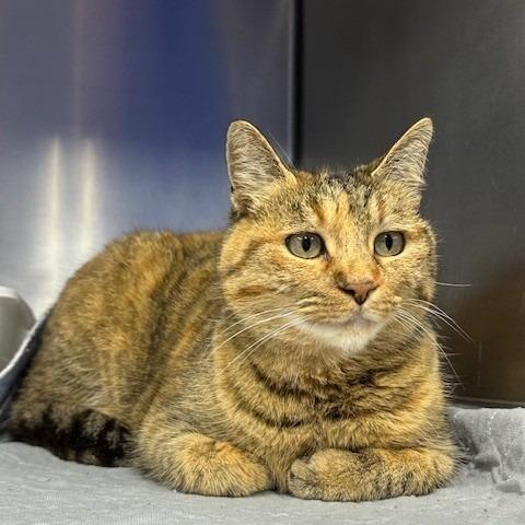 Kianne, Adoptable, Adult Female Domestic Short Hair.