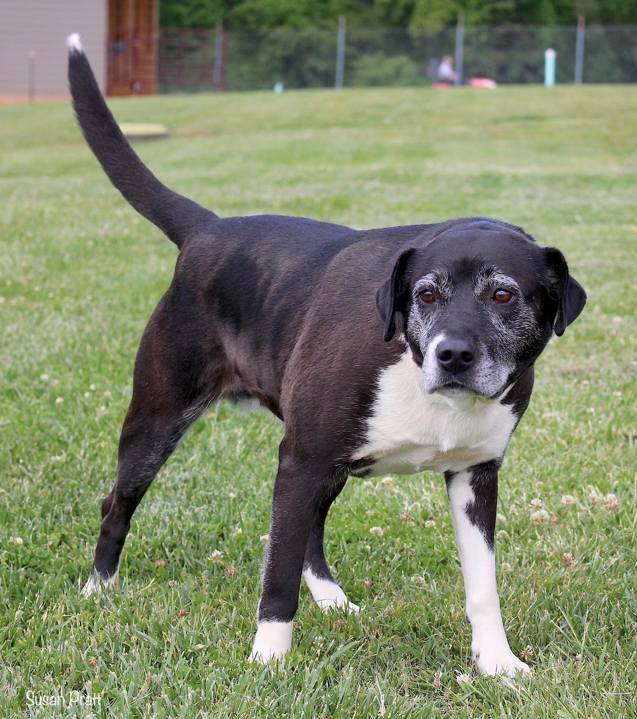 Enlarge Ellie, a ADOPTABLE mixed breed in Bedford, VA image 2/3