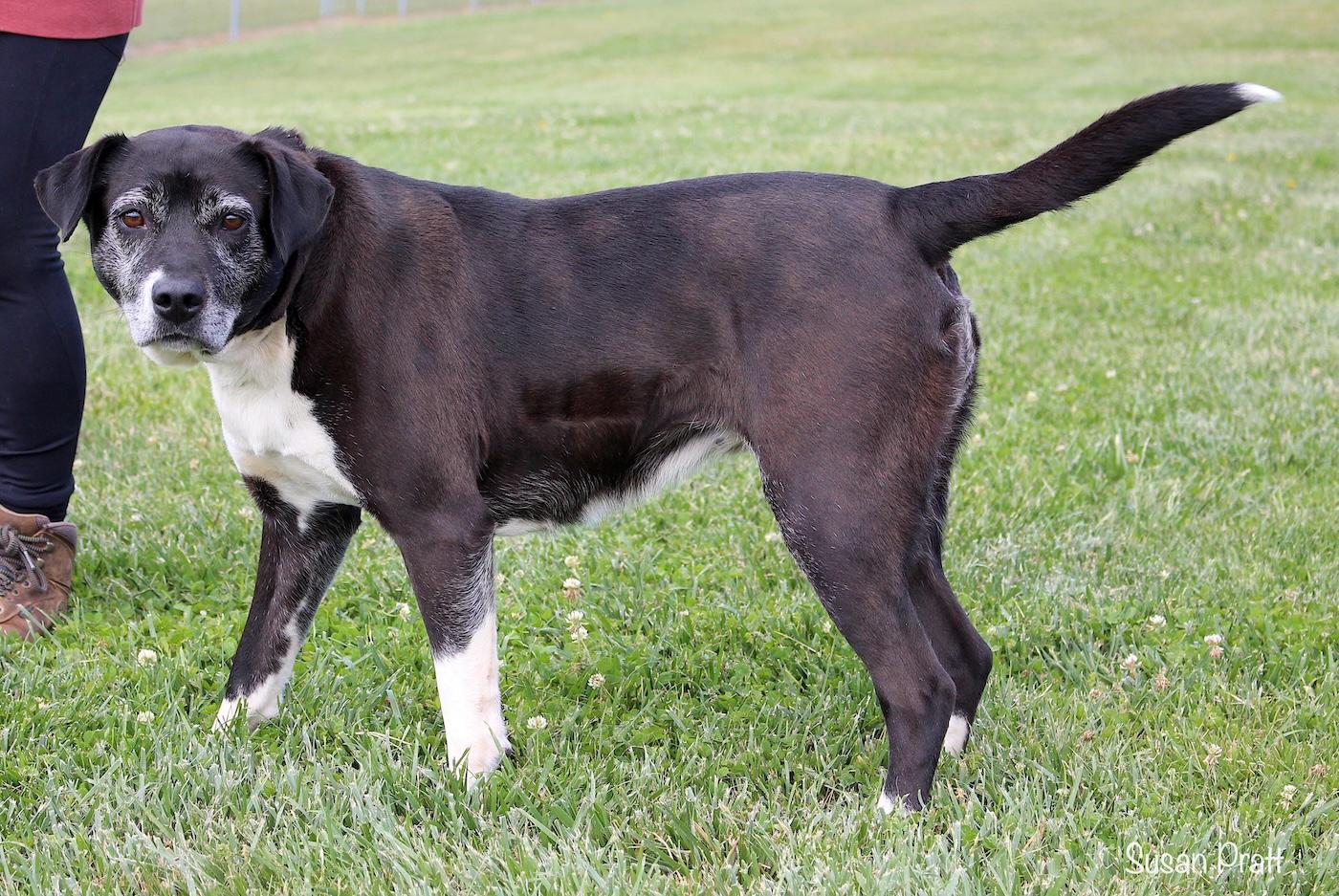 Enlarge Ellie, a ADOPTABLE mixed breed in Bedford, VA image 3/3