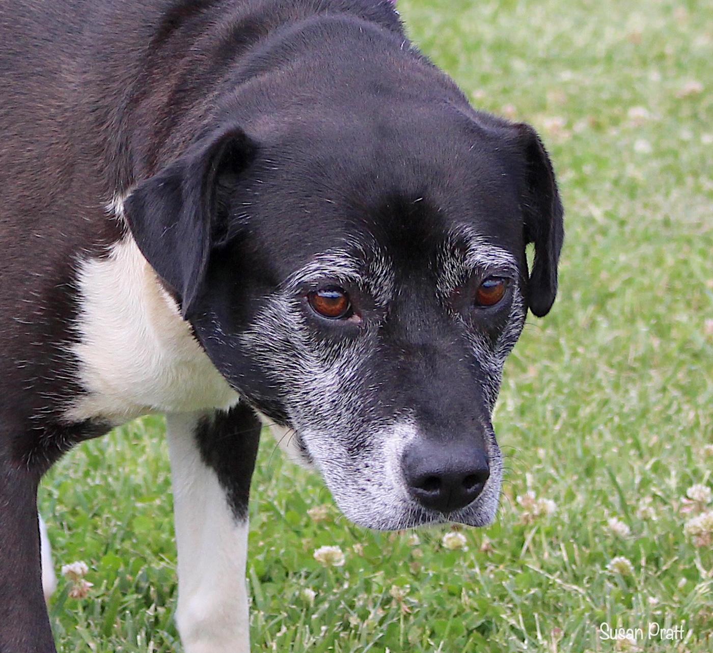 Ellie, ADOPTABLE, Adult Female Labrador Retriever.
