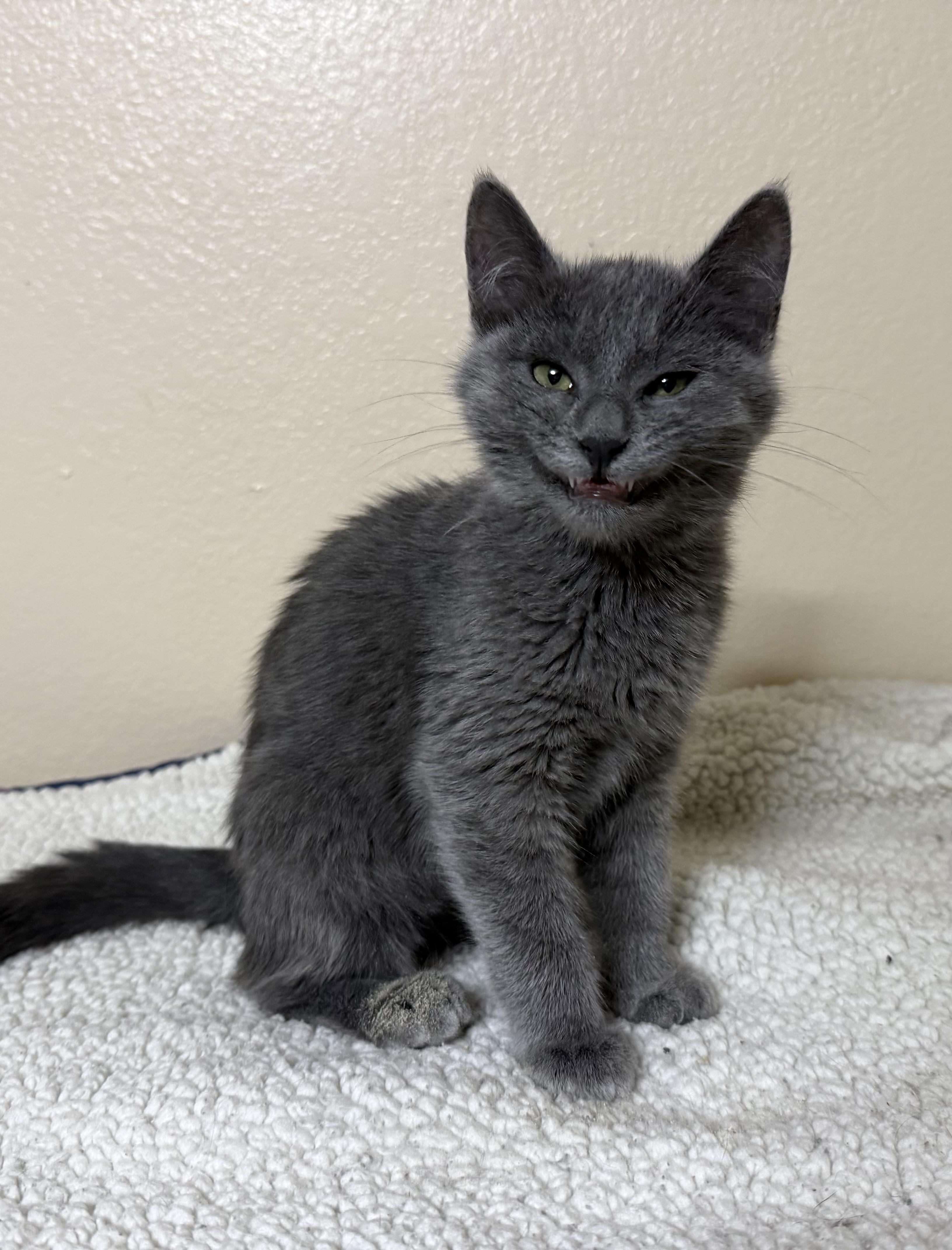 Enlarge Shadow, an adopted Domestic Short Hair in Oakley, CA image 1/4