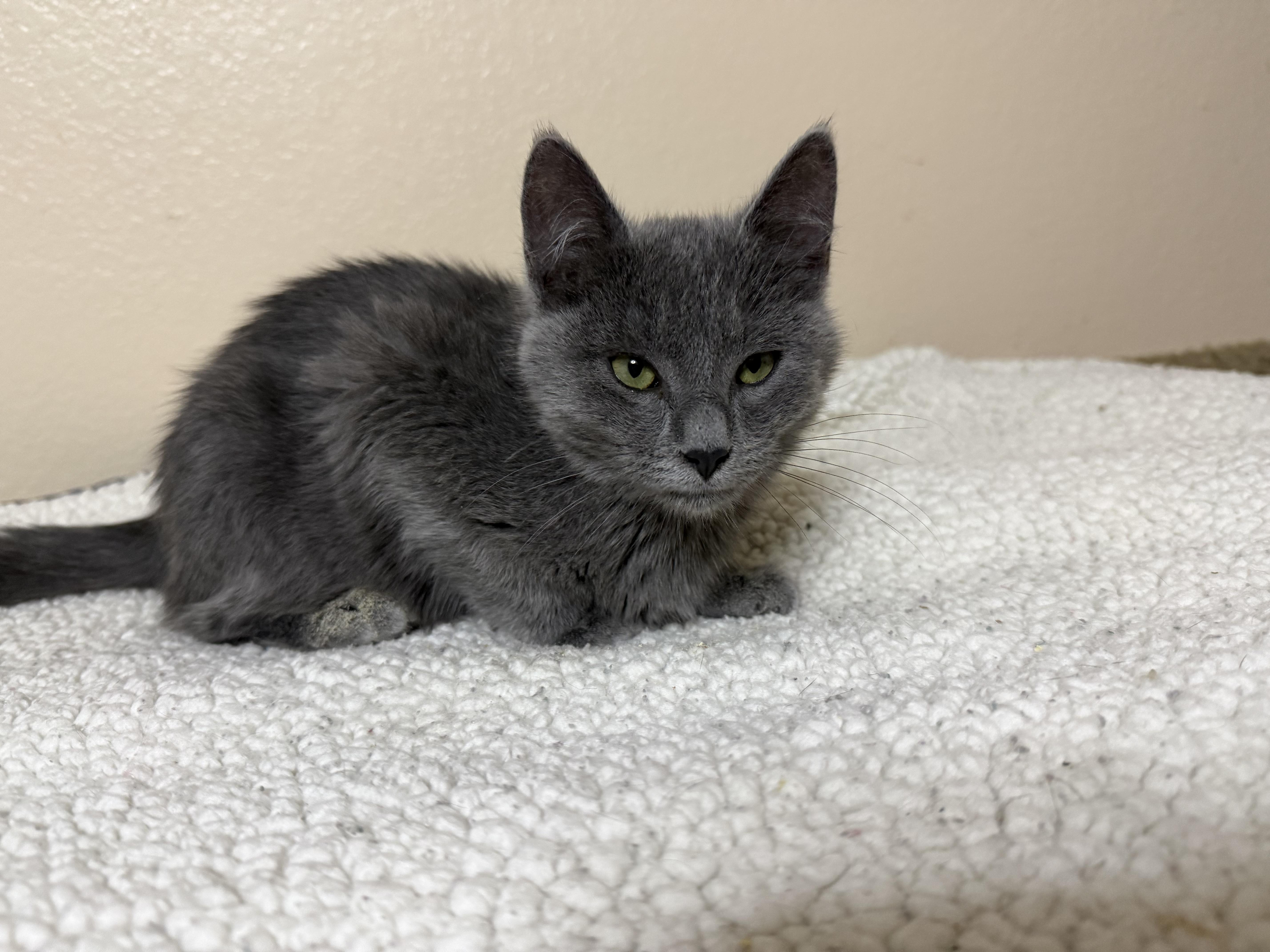 Enlarge Shadow, an adopted Domestic Short Hair in Oakley, CA image 2/4