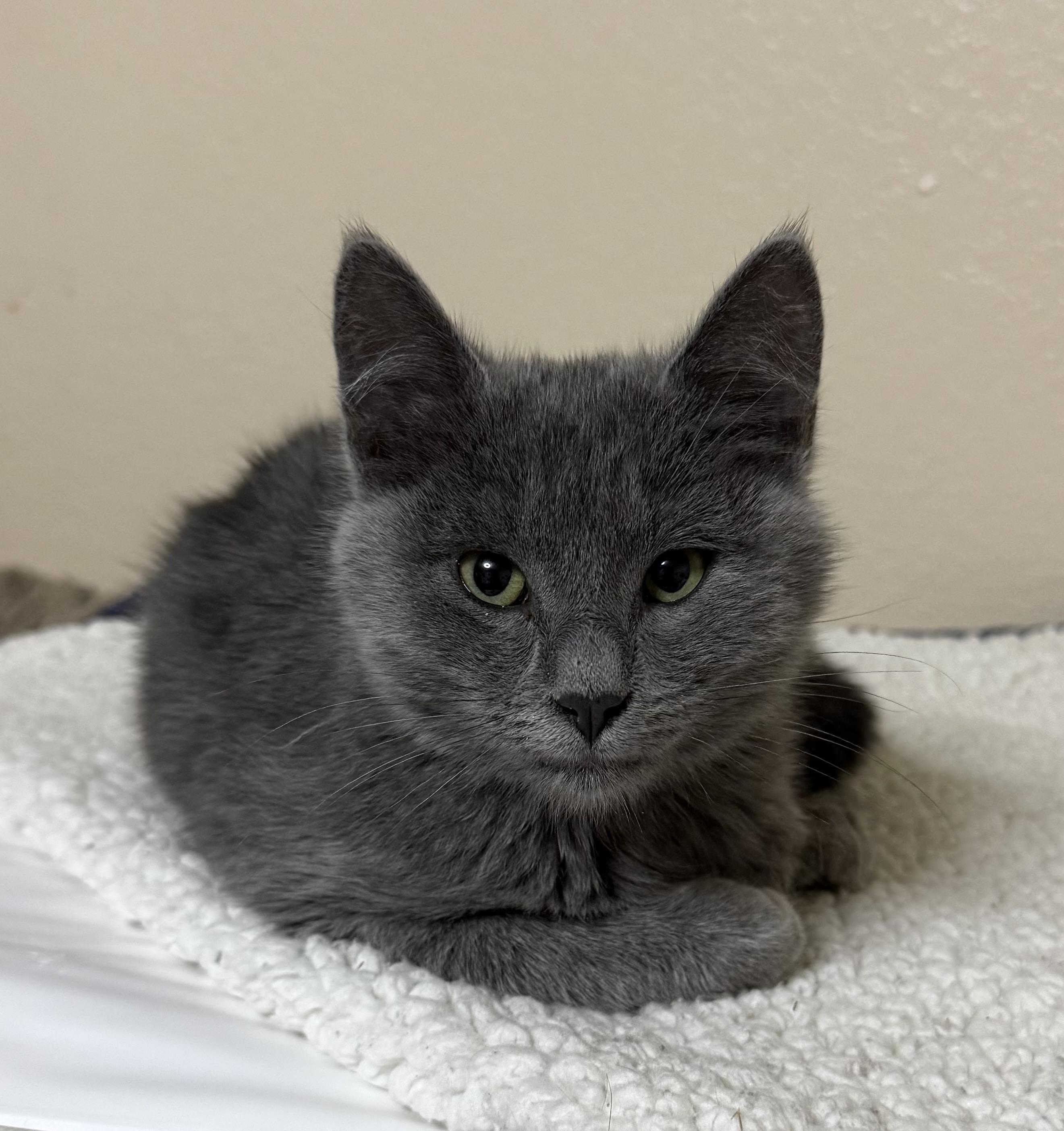 Enlarge Shadow, an adopted Domestic Short Hair in Oakley, CA image 3/4