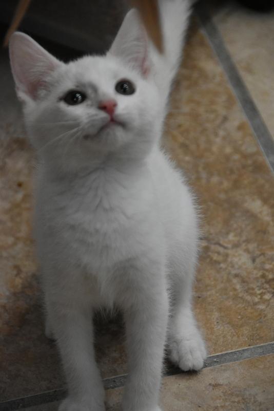 Hayden (Lisa-Fostered in New England), Baby Male unknown