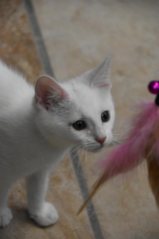 Hayden (BSM-Fostered in TN) photo 3