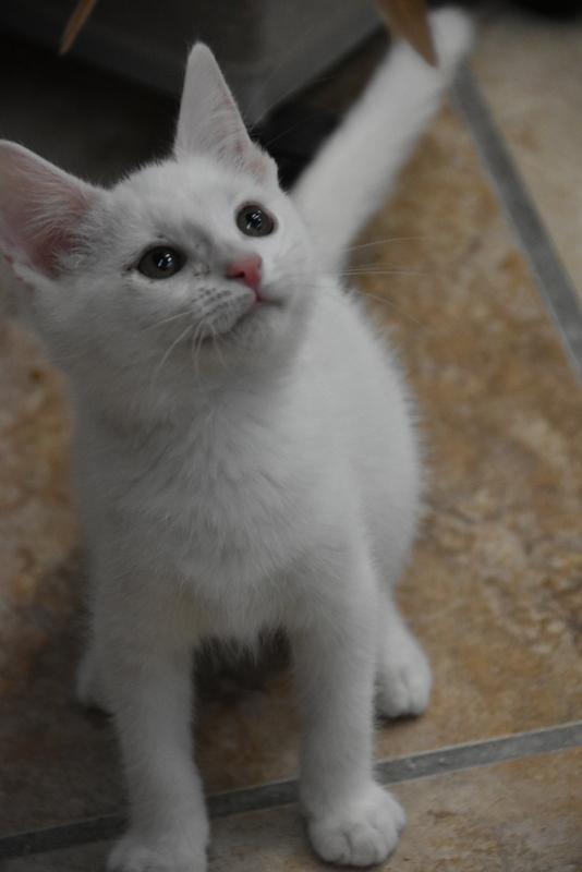 Hayden (BSM-Fostered in TN) photo 4