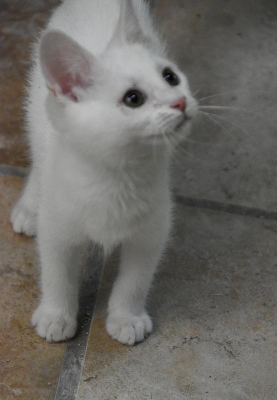 Hayden (BSM-Fostered in TN) photo 2