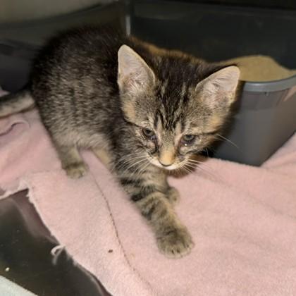 Apollo, Adoptable, Young Male Domestic Short Hair & Domestic Short Hair.