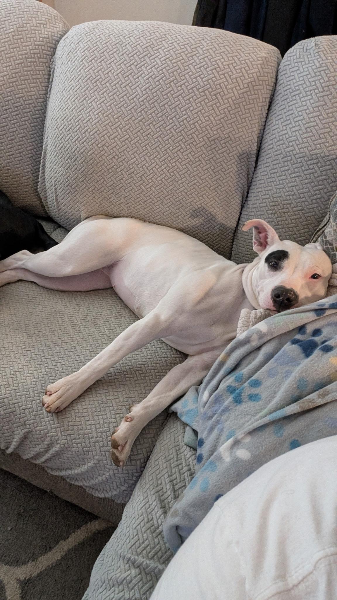 Diamond, Adoptable, Young Female Mixed Breed.