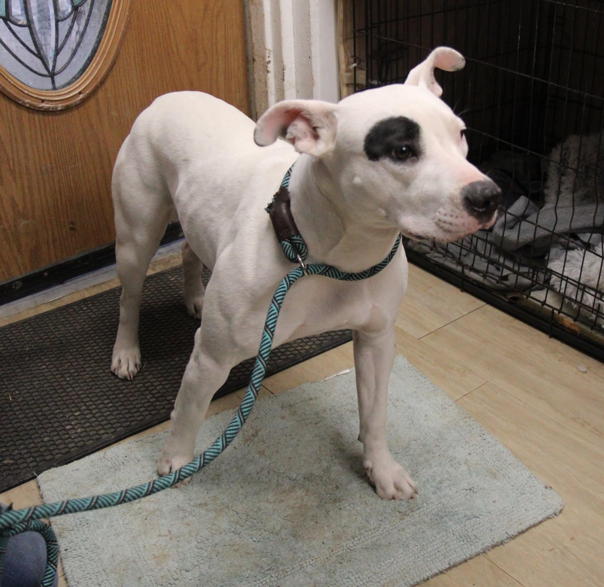 Enlarge Diamond, a Adoptable Mixed Breed in Plain City, OH image 2/6
