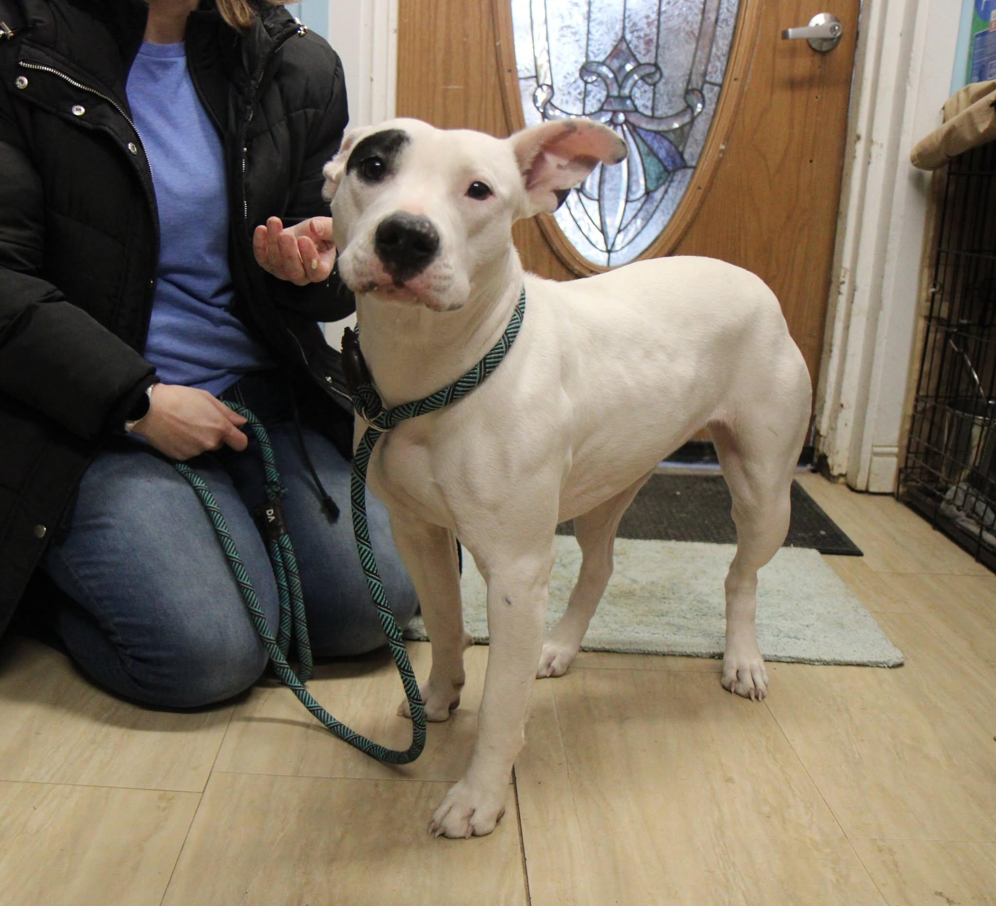 Enlarge Diamond, a Adoptable Mixed Breed in Plain City, OH image 3/6