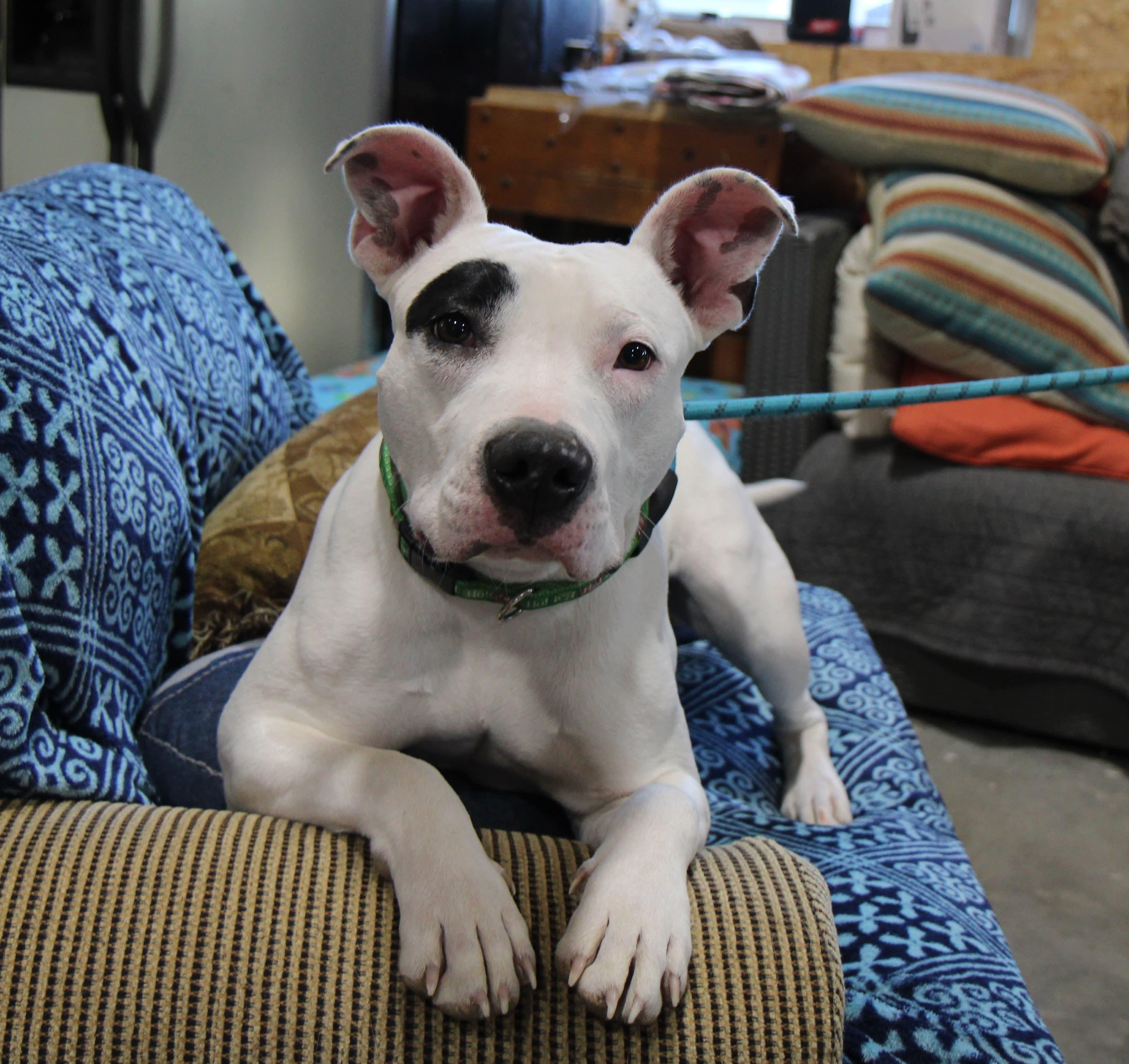 Enlarge Diamond, a Adoptable Mixed Breed in Plain City, OH image 4/6