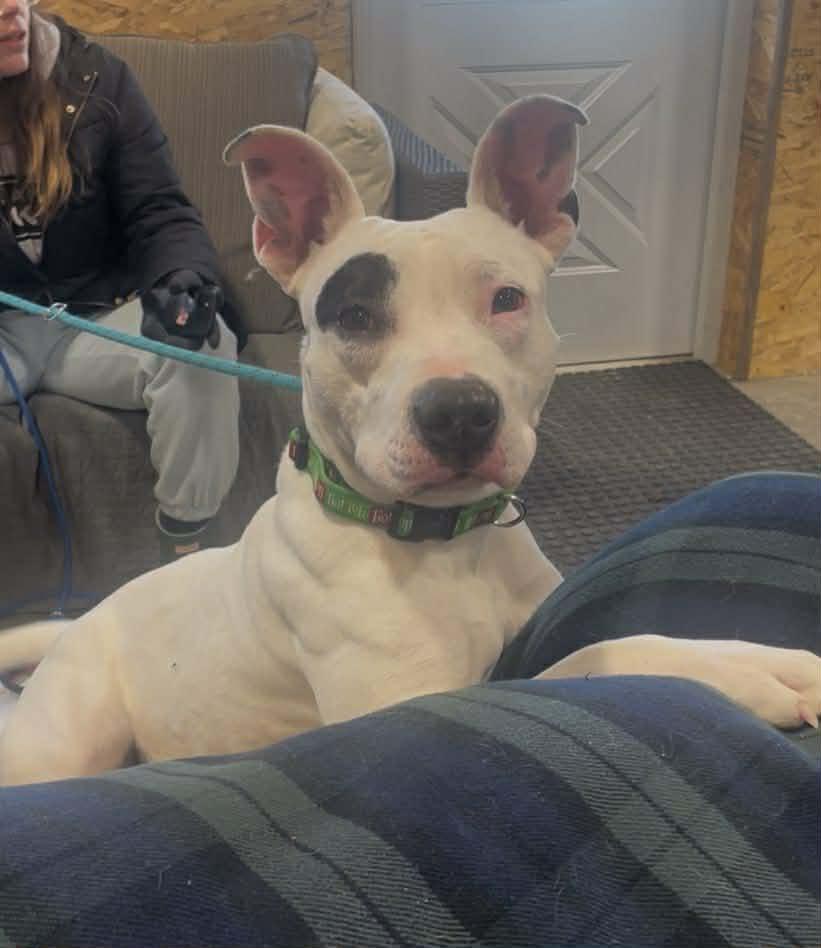 Enlarge Diamond, a Adoptable Mixed Breed in Plain City, OH image 5/6